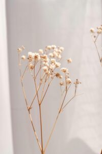 Elegant dried Baby's Breath flowers with soft lighting, perfect for minimalist and natural designs.